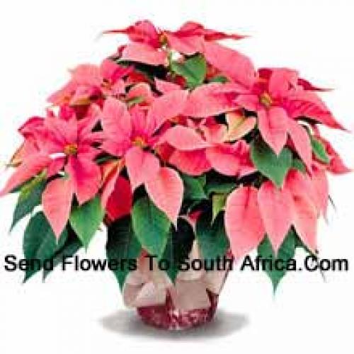 Elegant Poinsettias with Leaves